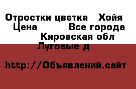 Отростки цветка  “Хойя“ › Цена ­ 300 - Все города  »    . Кировская обл.,Луговые д.